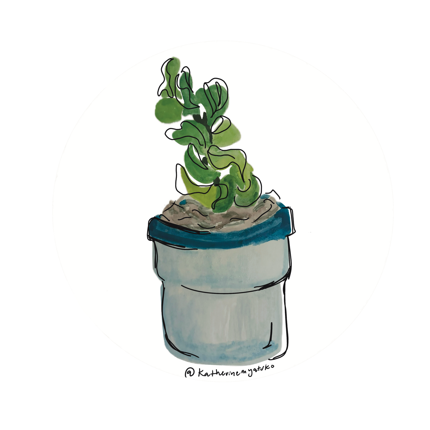 Curly Wax Plant