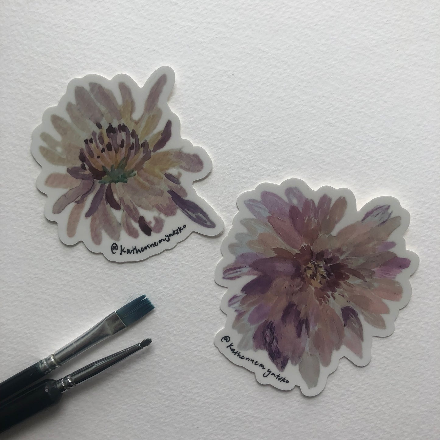 Chrysanthemum 002