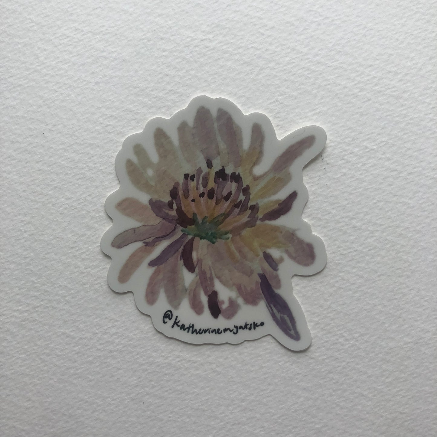 Chrysanthemum 001