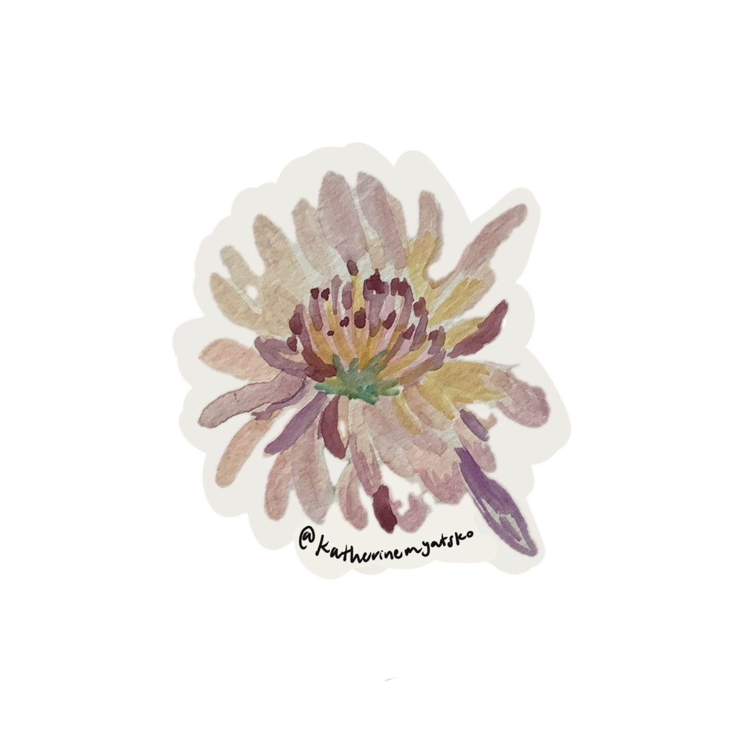 Chrysanthemum 001