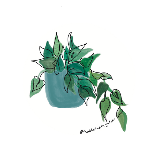 Pothos